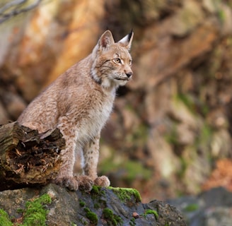 Photographie d'un lynx dans une forêt.