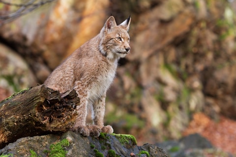 Photographie d'un lynx dans une forêt.