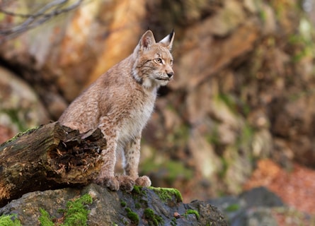 Photographie d'un lynx dans une forêt.