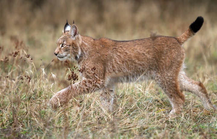 A young lynx, attacked by wolves and separated from the mother lynx, broke into the house and asked for help