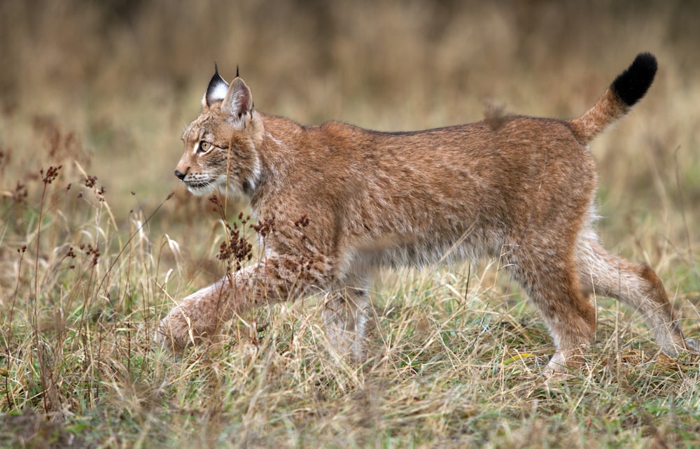 lynx walking on grass field
