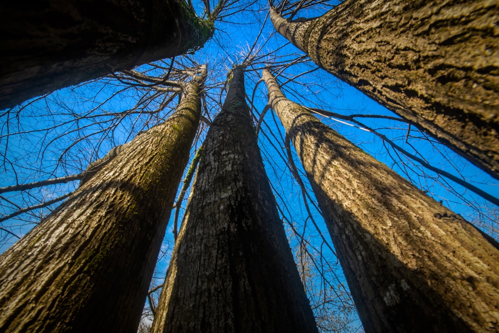 low angle photo of leafless trees