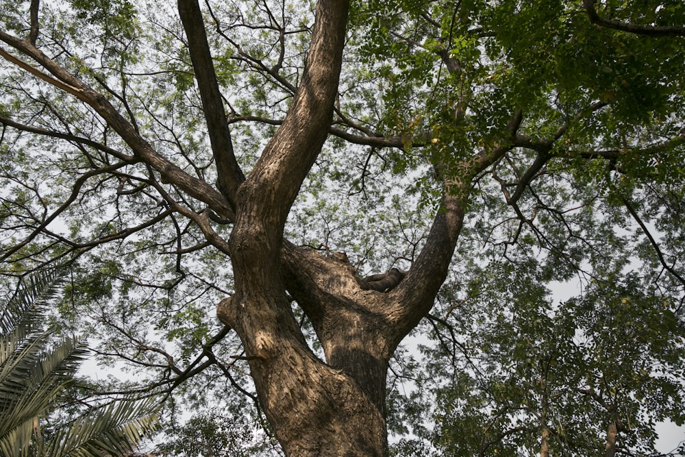 low angle photo of trees