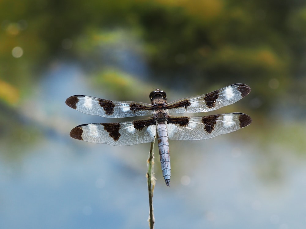 twelve-spotted skimmer close-up photography