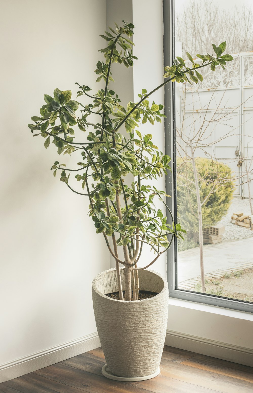 green-leafed plant