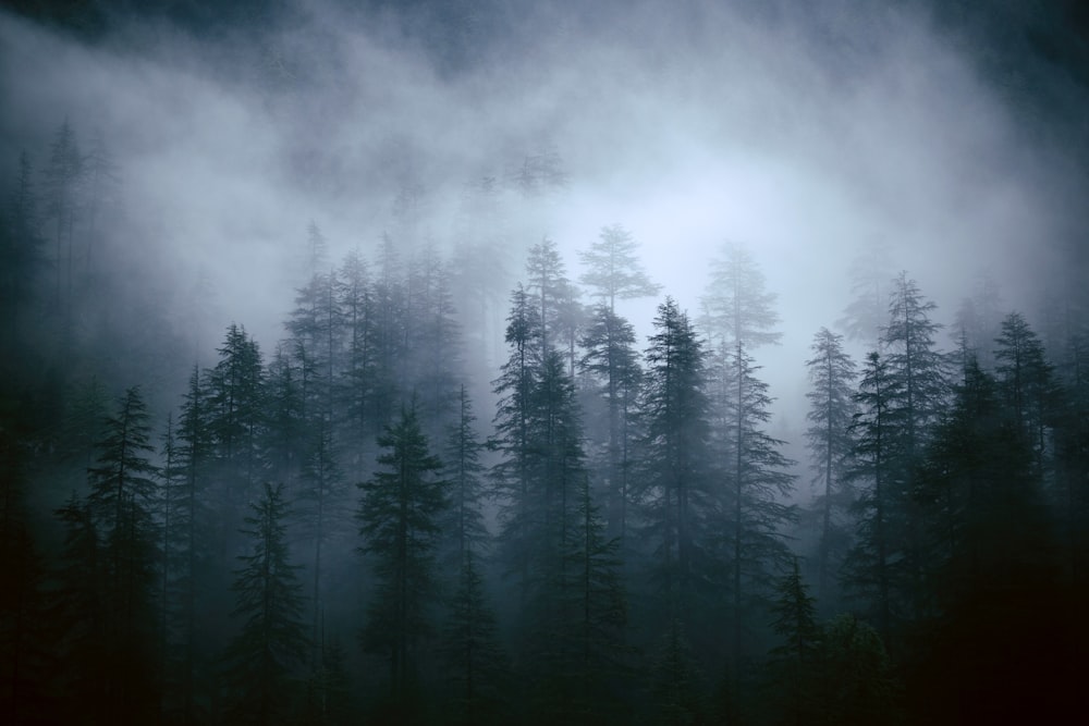 pine trees surrounded by fogs