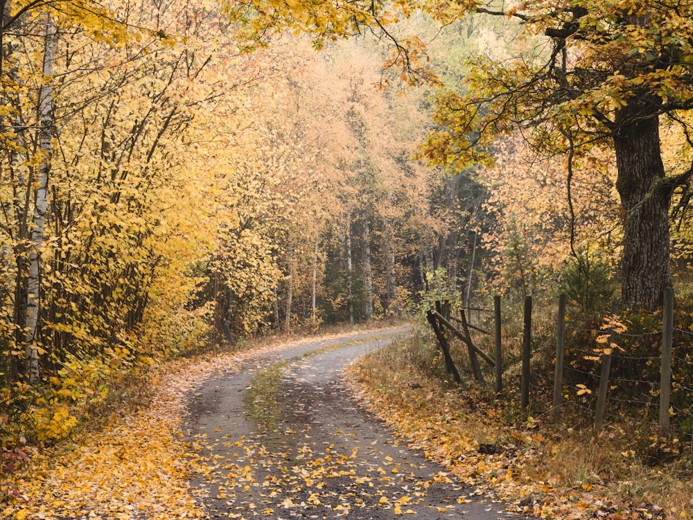 empty way in between of trees