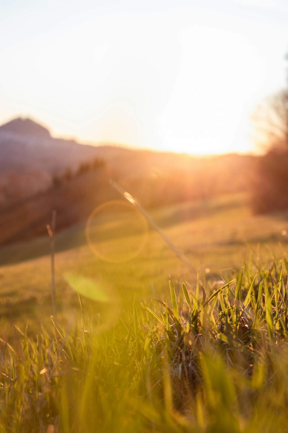 Sonnenstrahlen auf grünem Rasen