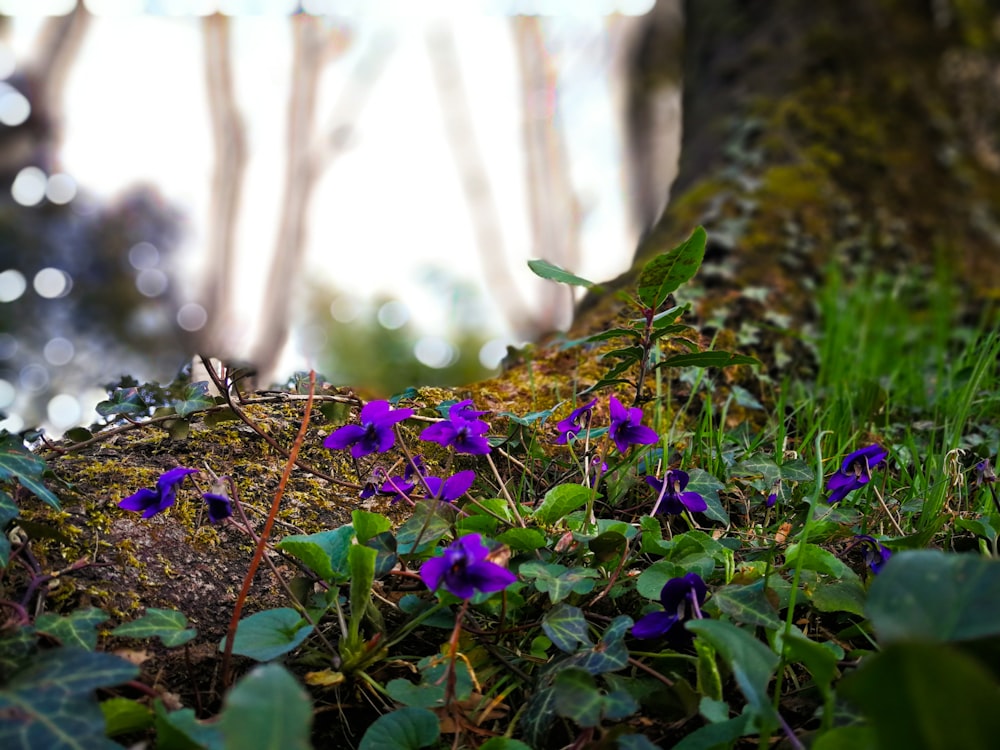 Foto de enfoque selectivo de flores de pétalos púrpuras