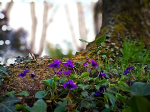 selective focus photo of purple petaled flowers