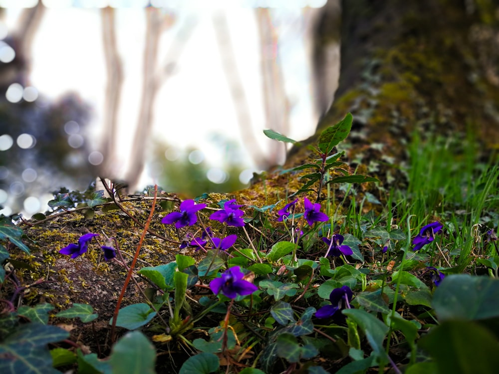 selective focus photo of purple petaled flowers