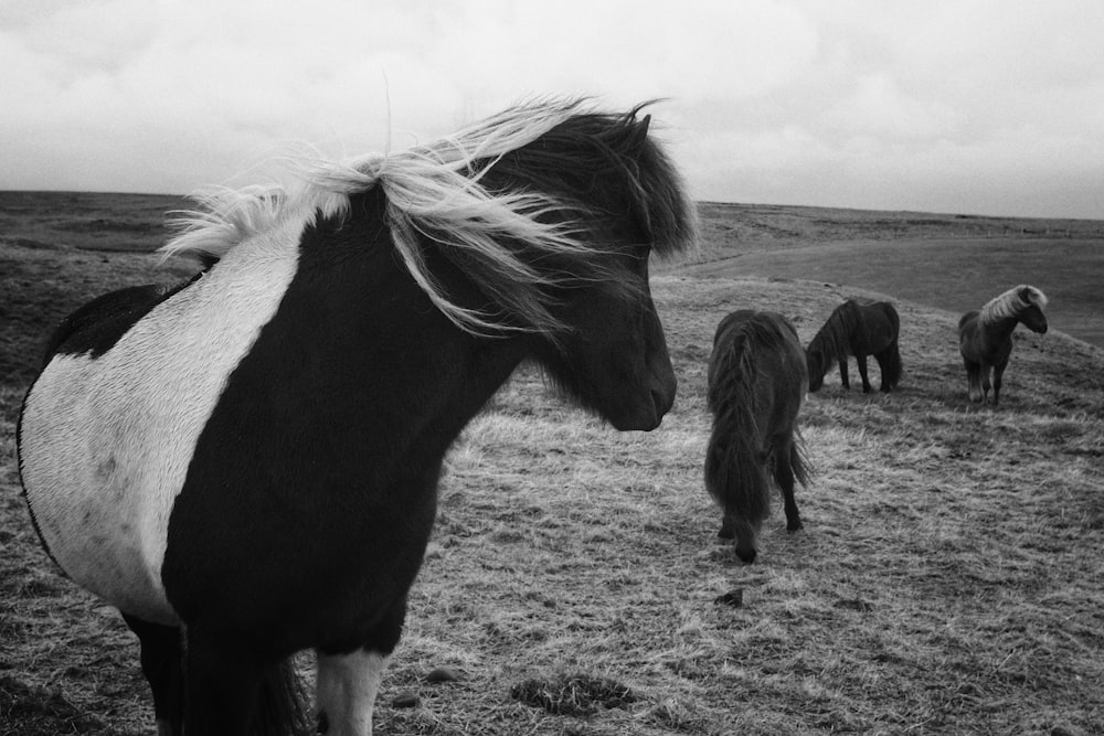 grayscale photography of black and white horses under cloudy sky