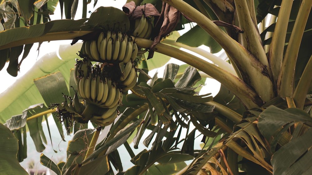 banana tree close-up photography