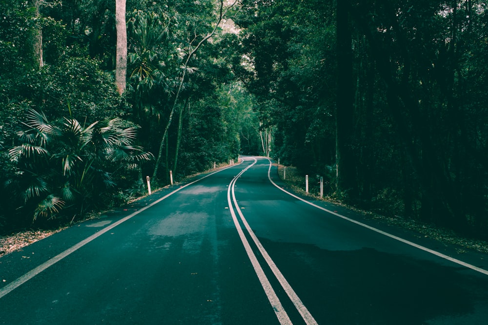 empty road cover with trees photography