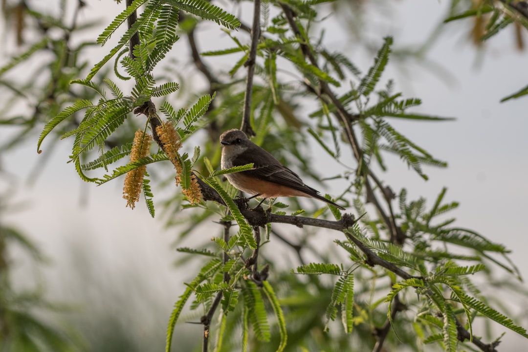 selective focus photography of bird fetched on tree branch