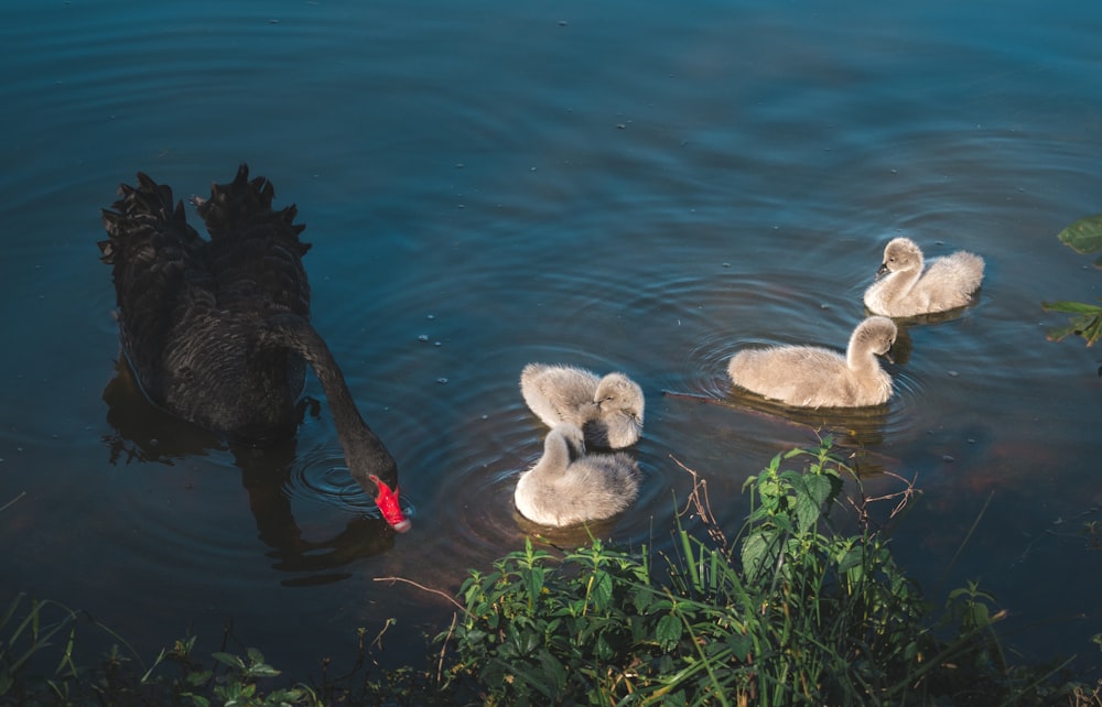 black duck and four gray ducklings on calm body of water