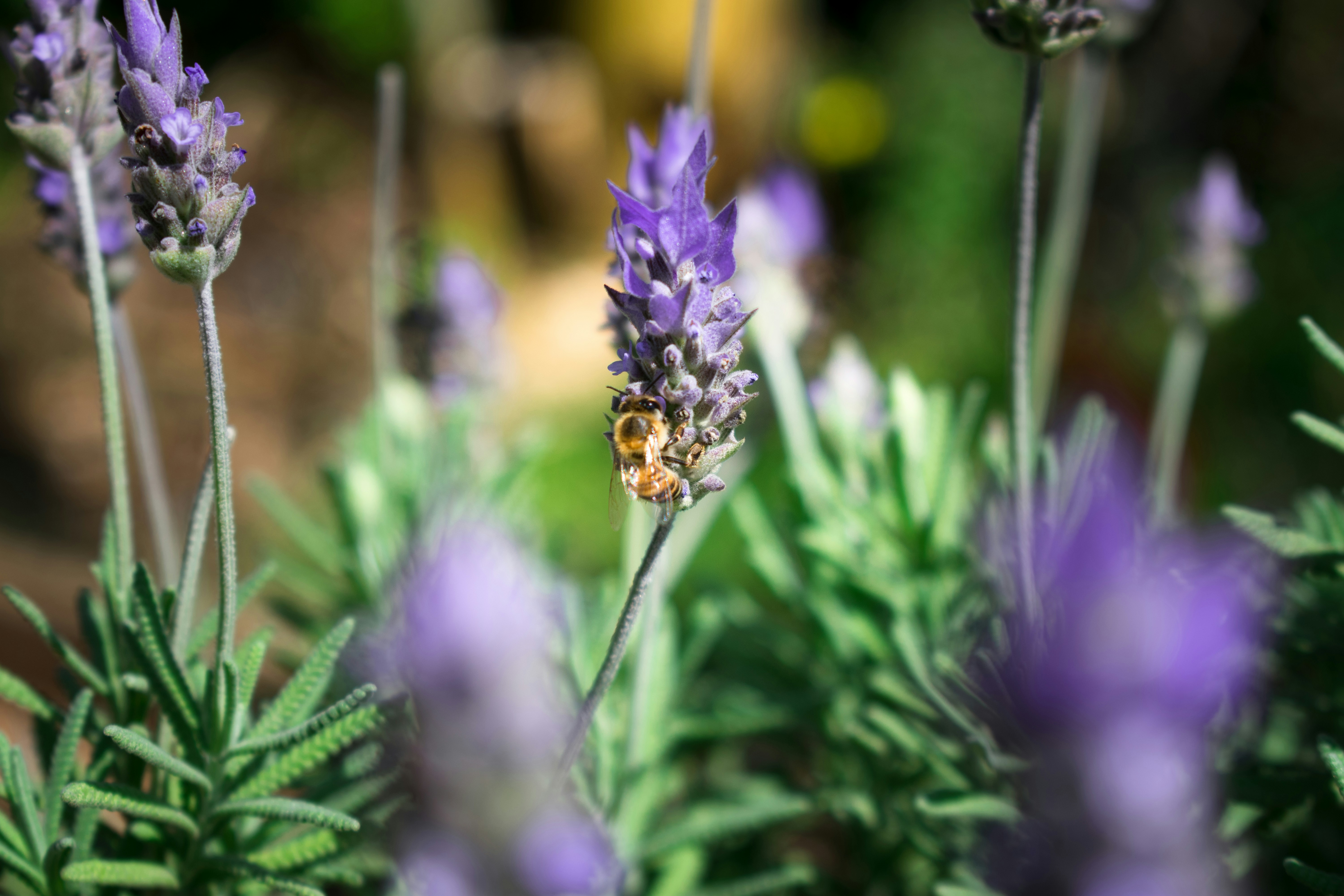 Photo by hemersoncoelho