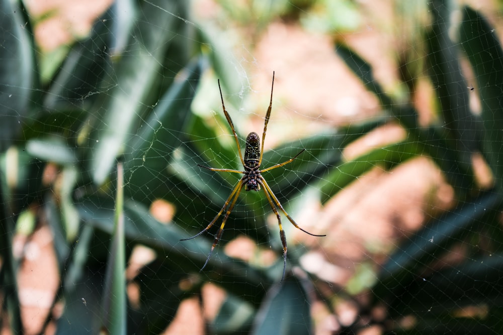 brown and yellow argiope spider