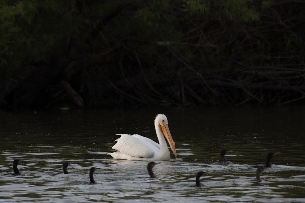 Pelicano branco em água ondulante