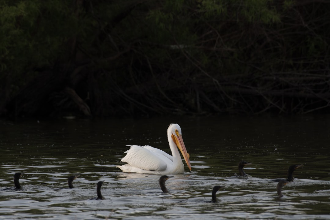 white pelican on rippling water