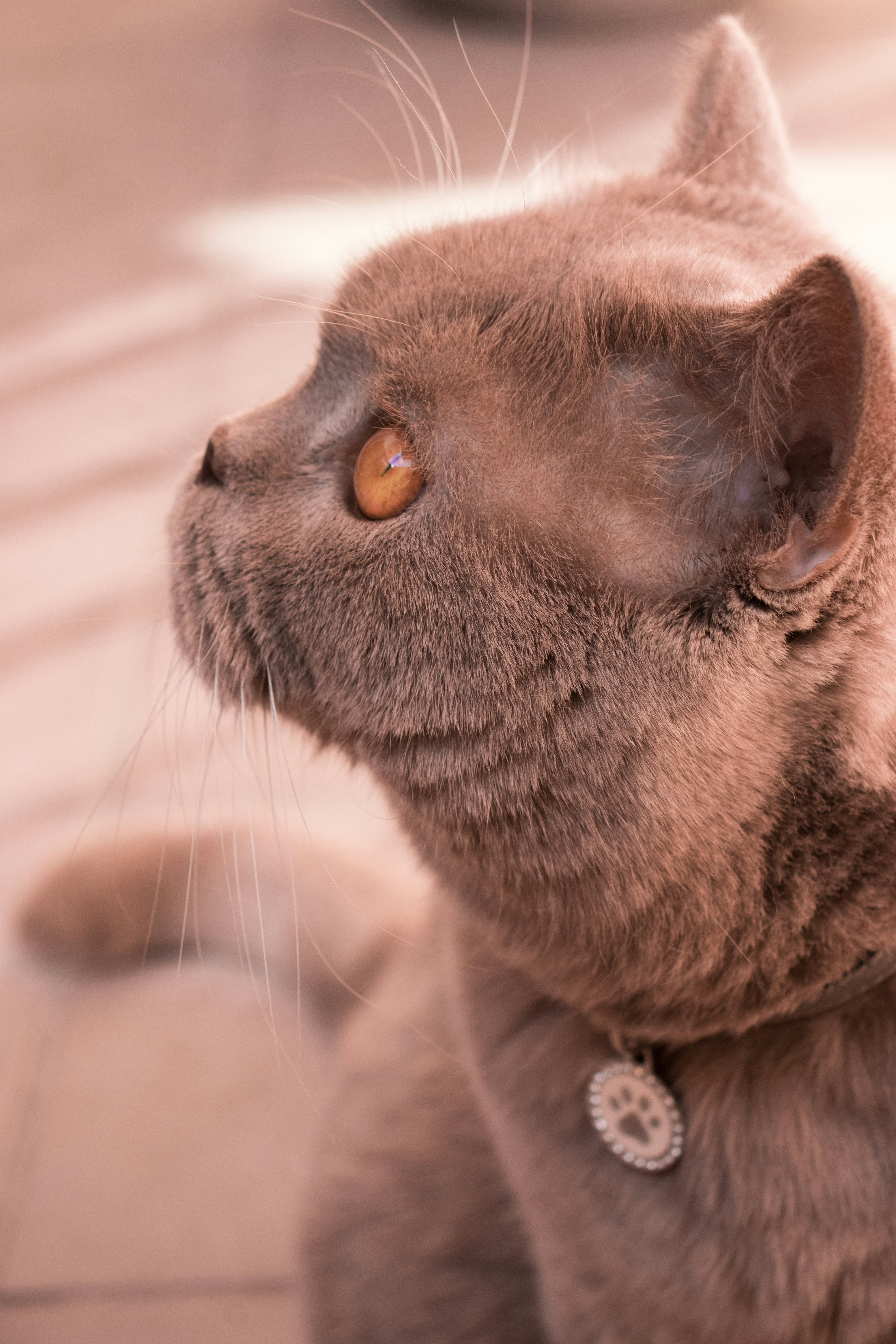 Petglyph Ancient Collar