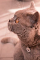 A close-up of a cat with a delicate, hand-stitched collar, looking curious and content.