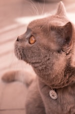 Close-up of the Furthrive GPS collar showing its sleek design and durable build.