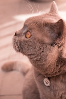 A close-up profile view of a cat with smooth fur. The cat has large, striking amber eyes and wears a round, engraved collar. The background is softly blurred, focusing attention on the cat.