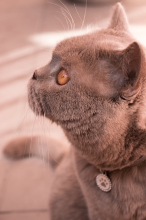 A close-up profile view of a cat with smooth fur. The cat has large, striking amber eyes and wears a round, engraved collar. The background is softly blurred, focusing attention on the cat.