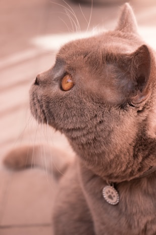 A close-up profile view of a cat with smooth fur. The cat has large, striking amber eyes and wears a round, engraved collar. The background is softly blurred, focusing attention on the cat.