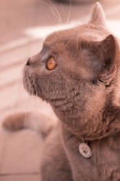 A close-up profile view of a cat with smooth fur. The cat has large, striking amber eyes and wears a round, engraved collar. The background is softly blurred, focusing attention on the cat.