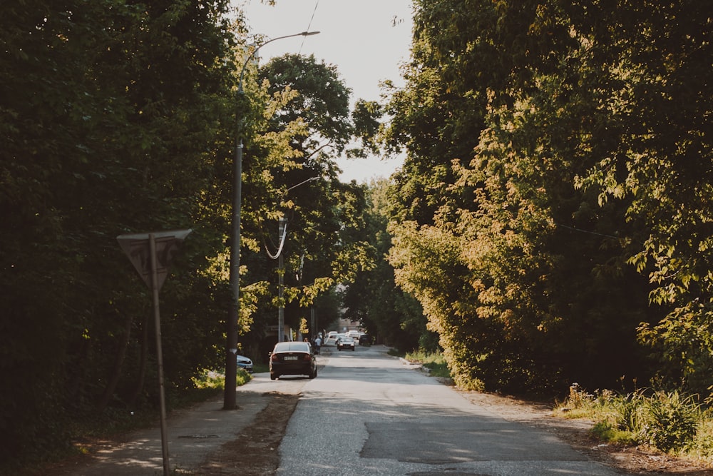 concrete road between trees