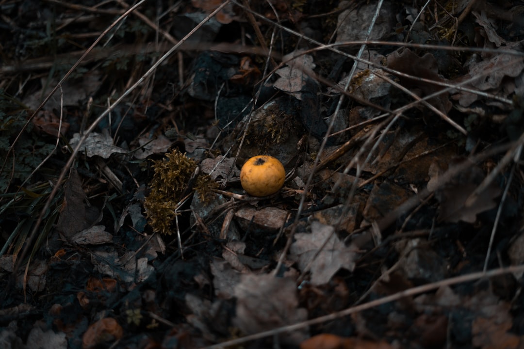 round orange fruit