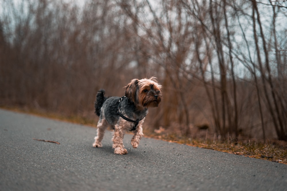 long-coated brown and black puppy on road