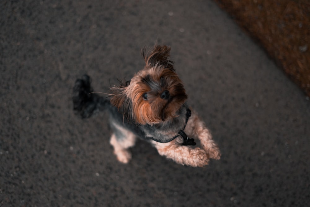 Shih Tzu about to stand on concrete pavement