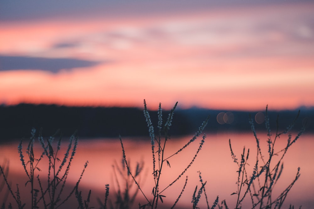 selective focus photography of grasses during daytime