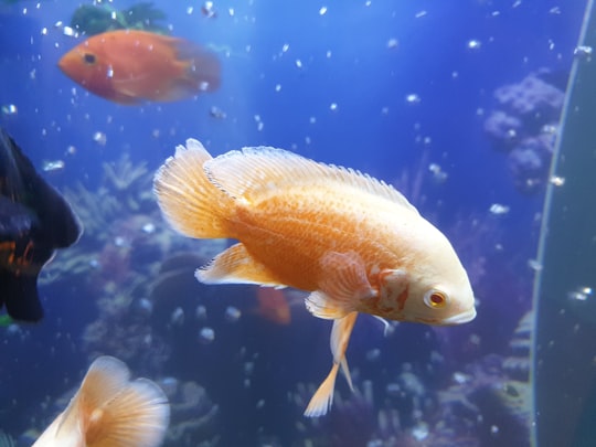 gold and white fish in Jawaharlal Nehru International Stadium India