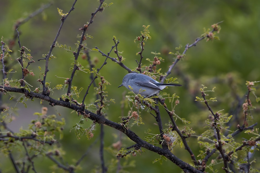gray bird perching on tree