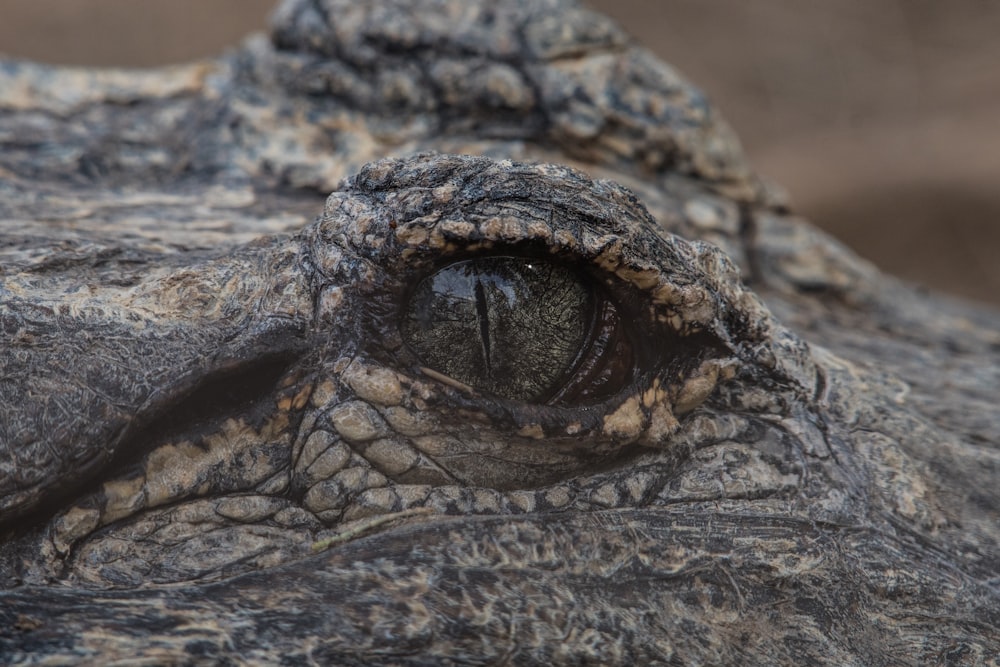 macrophotography of crocodile's eye