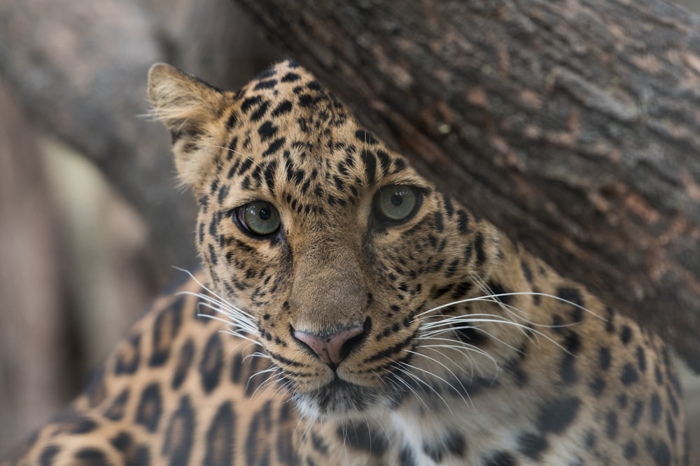 selective focus photography of leopard