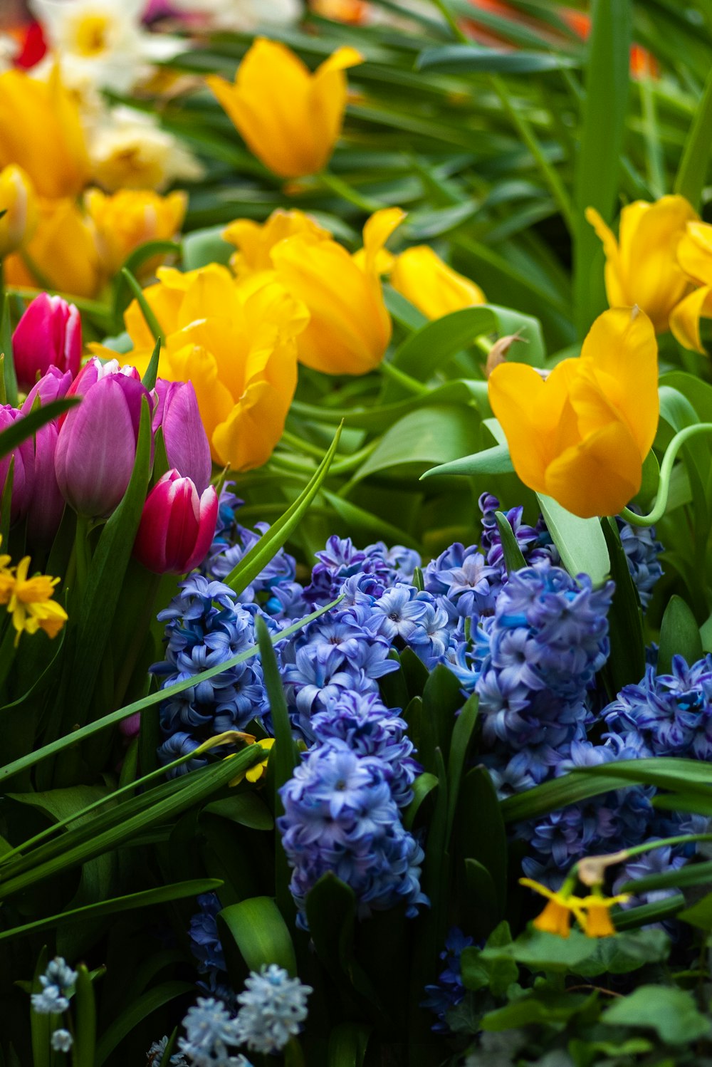 yellow and purple tulips