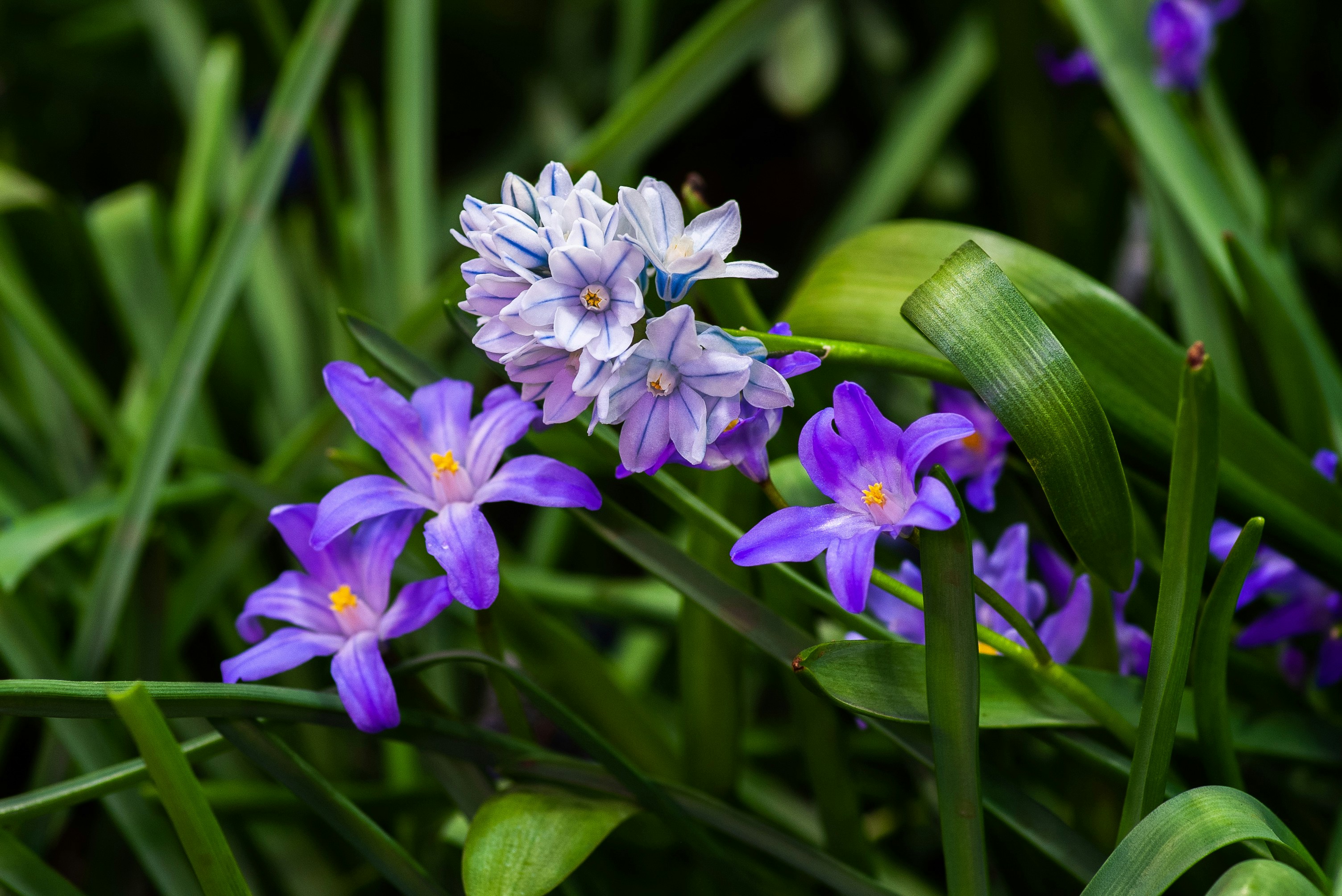 purple-petaled flower