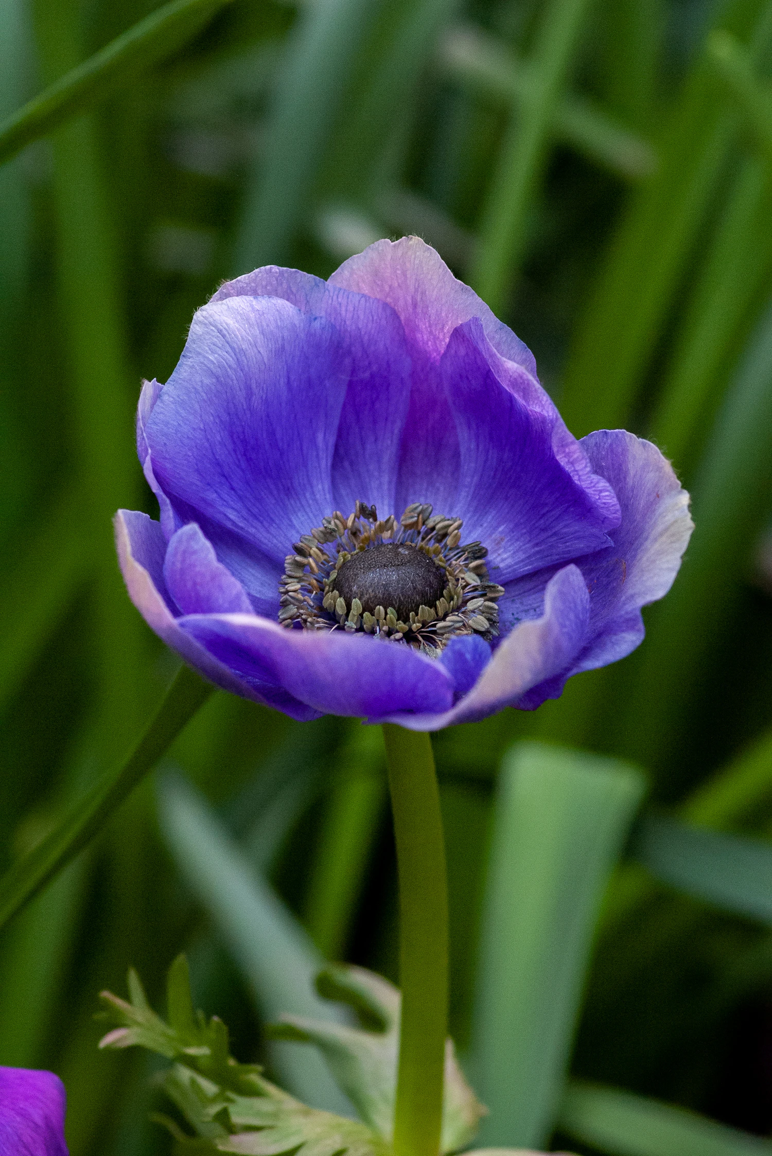 A tight cluster of violet anemone buds on dark stems