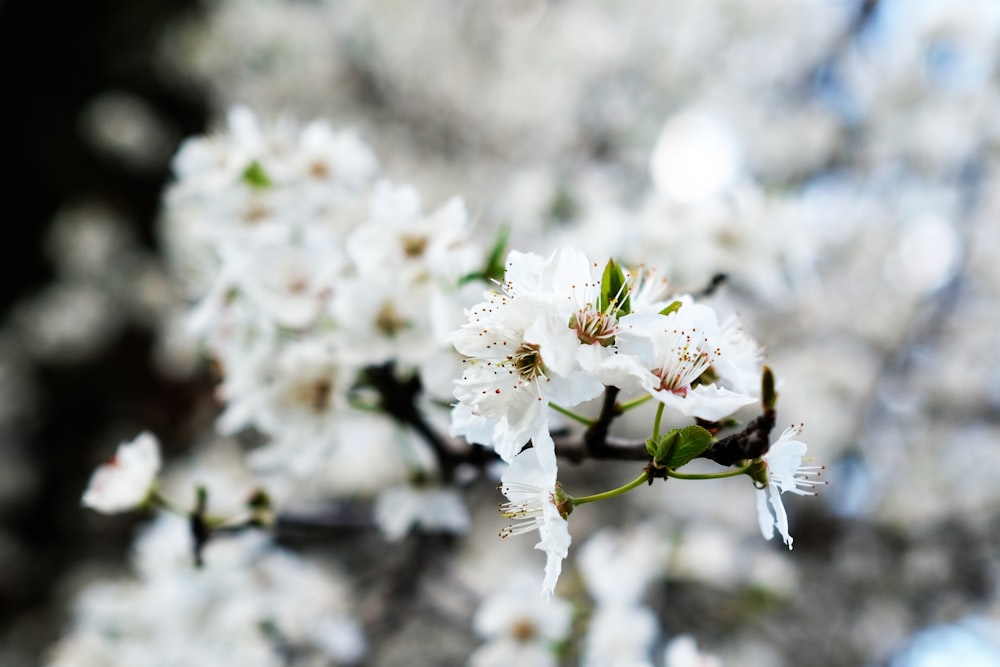 white-petaled flower