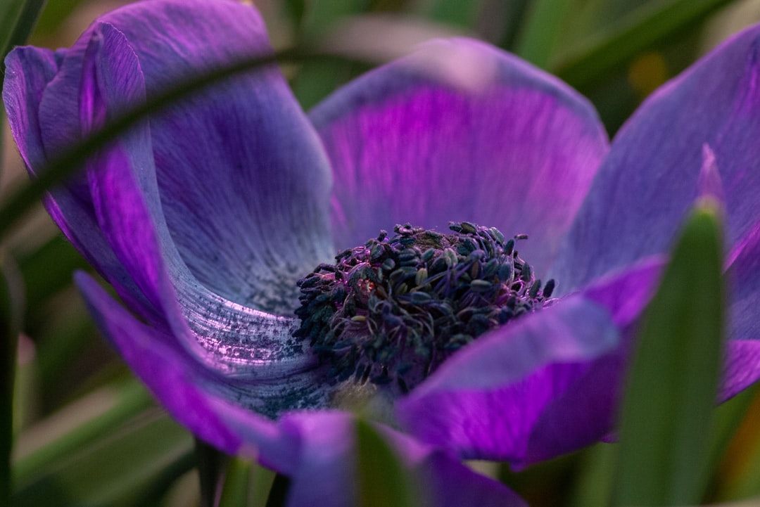 selective focus photo of purple-petaled flower