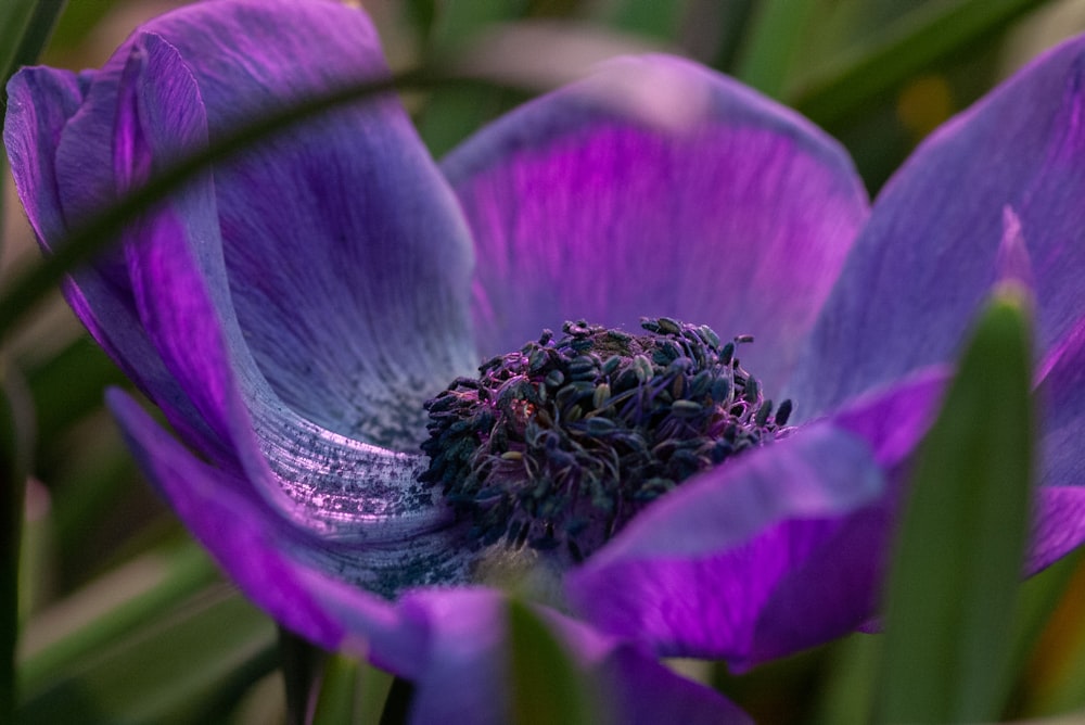 selective focus photo of purple-petaled flower