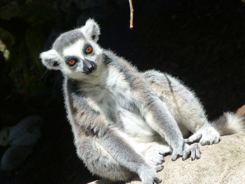 sitting gray and white lemur