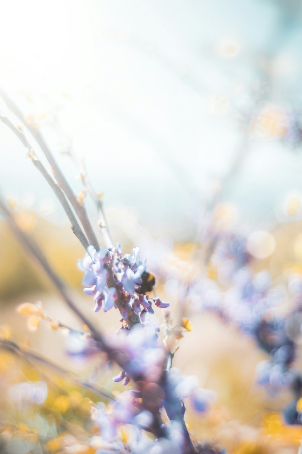 selective focus photography of white petaled flowers