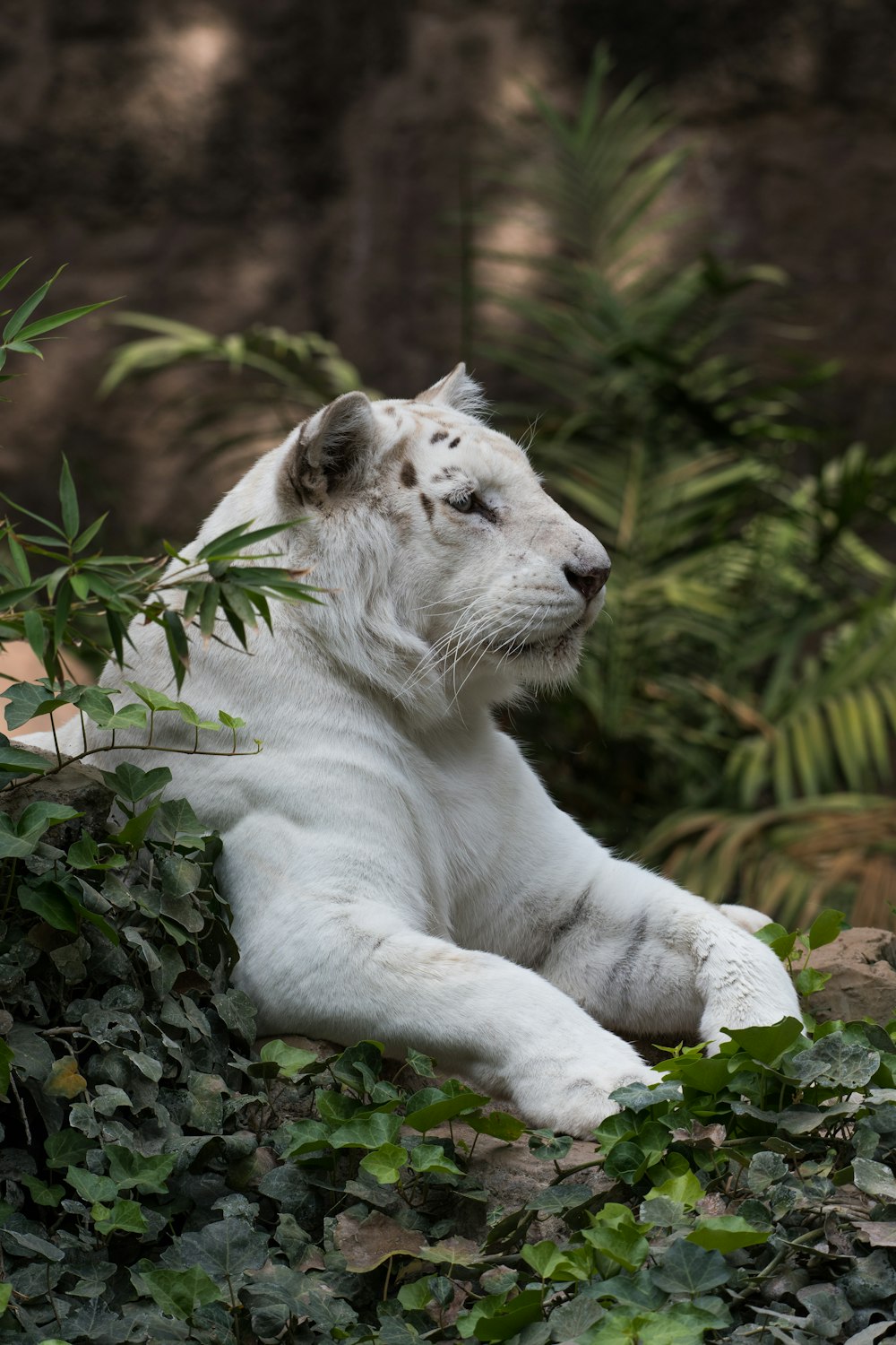 Lion blanc assis sur des plantes à feuilles vertes