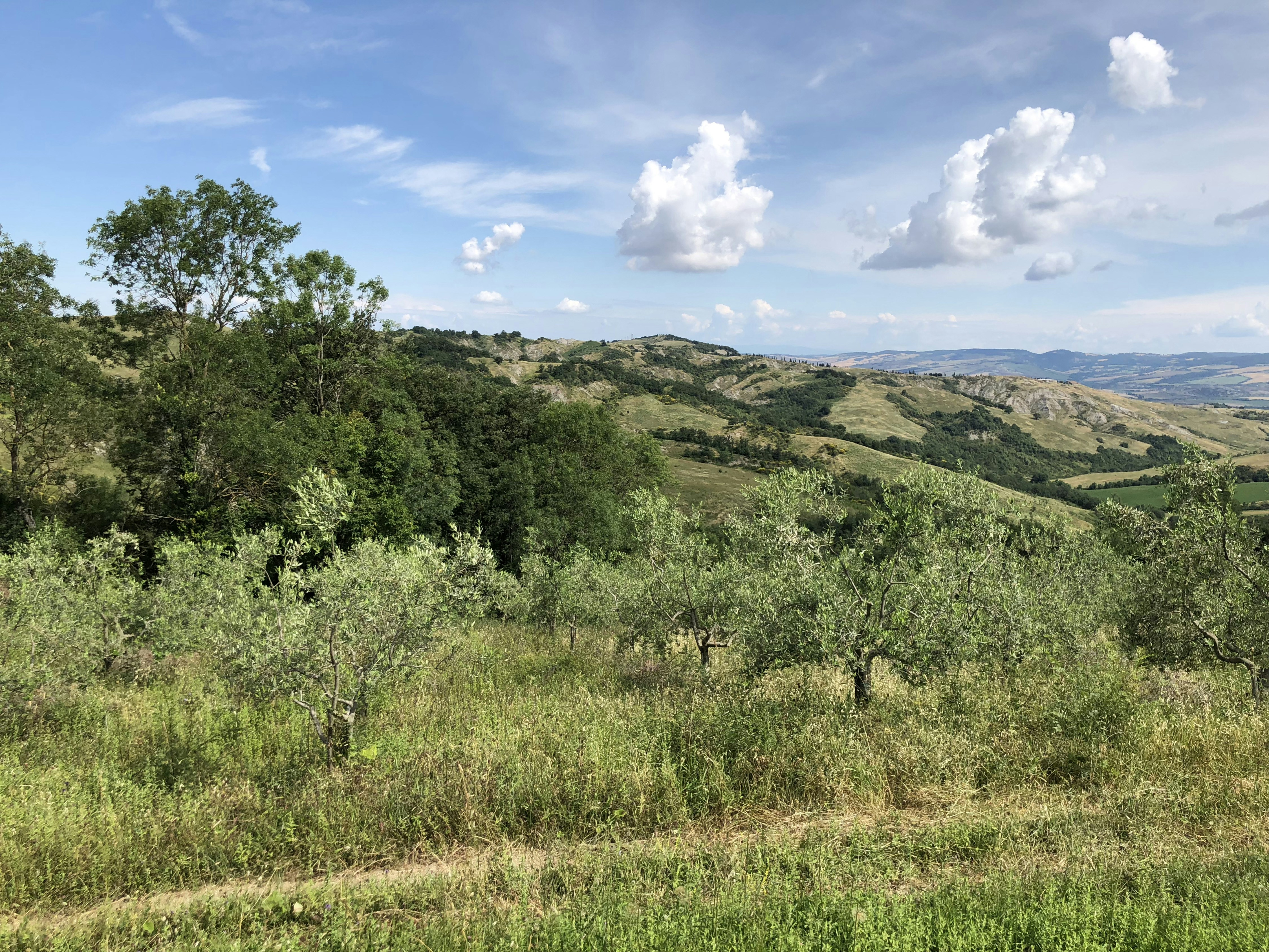 green trees